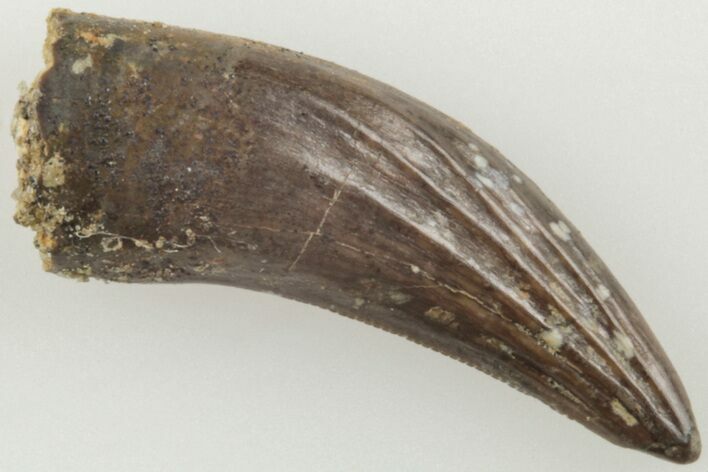 Fossil Raptor (Paronychodon?) Tooth - Montana #204184